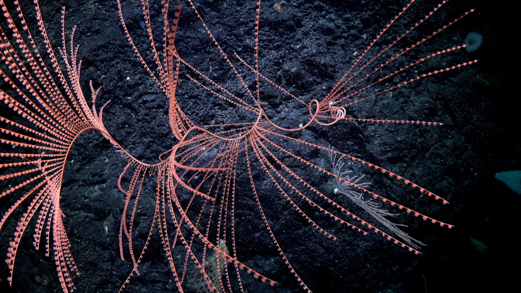 A spiraling golden octocoral (Iridogorgia) reaches out into the moving current to catch food from the cold waters of the deep ocean (~1950m). Dive 419