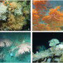 New Review Published: Deep-Sea Ecosystems of the North Atlantic Ocean​