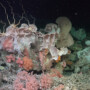 Advancing Deep-Sea Knowledge in the South Atlantic