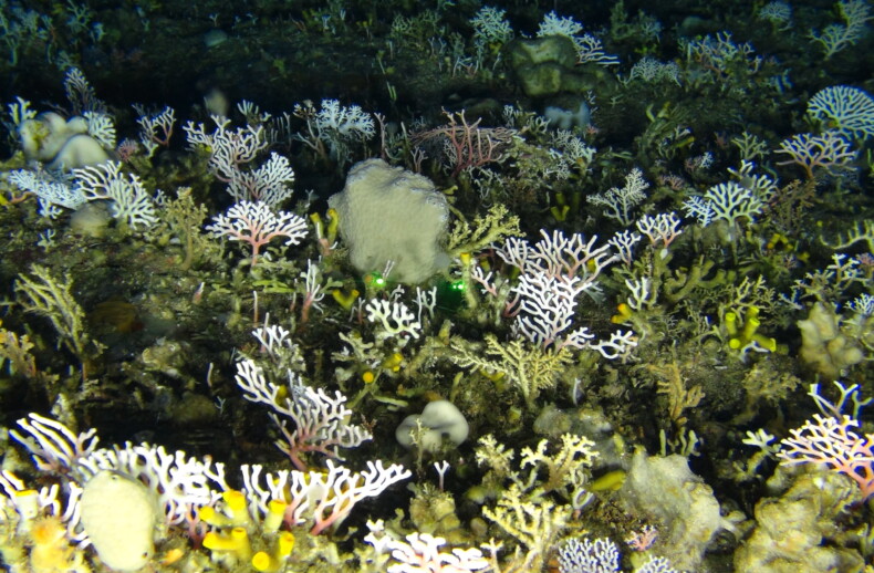 Lace corals off South Africa's east coast. Credit: ACEP Deep Forests